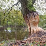 Gli effetti su un albero della presenza del castoro - Foto Beaver Trust